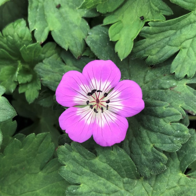 Geranium Bloom Time - Storkenb 2L