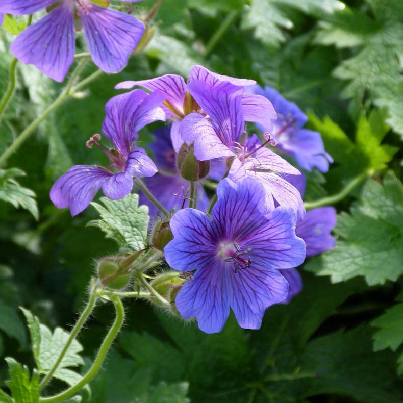 Geranium Blue Blood - Storkenb 2L