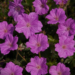 Geranium Blushing Turtle - Storken�b