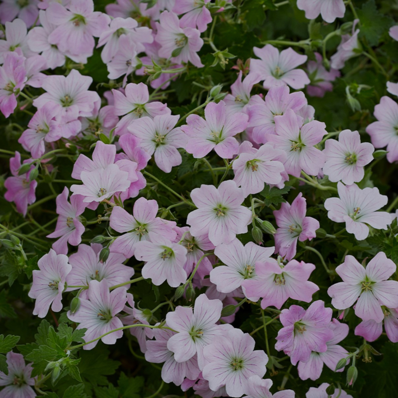 Geranium Dreamland  - Storkenb 