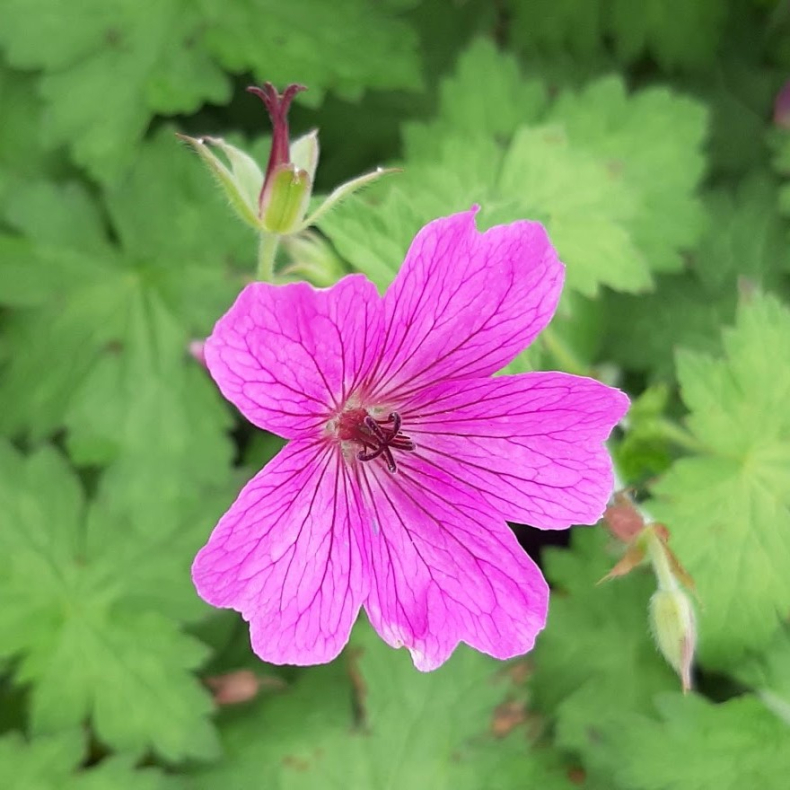 Geranium Elworthy Eyecatcher - Storkenb 1L