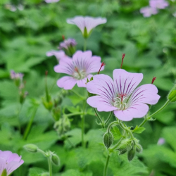 Geranium hybrida Karen Wouters - Storken�b 