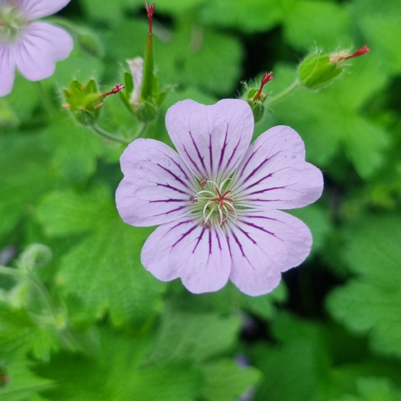 Geranium hybrida Karen Wouters - Storken�b 