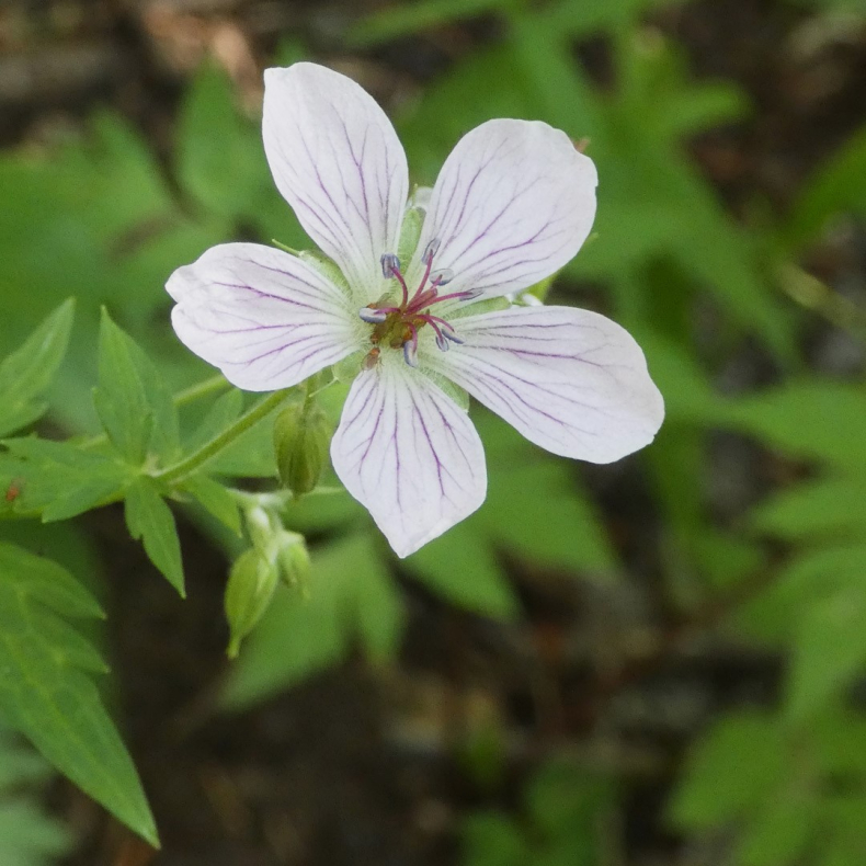 Geranium Richardsonii - Storkenb