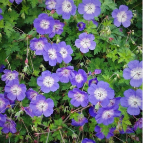 Geranium Rozanne - Storken�b