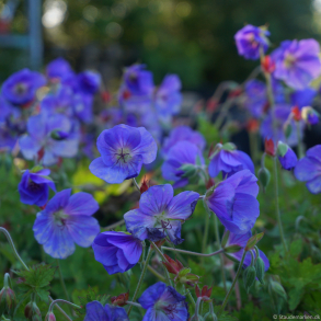 Geranium Rozanne - Storken�b