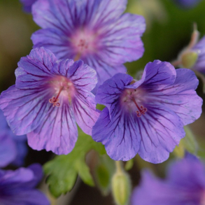 Geranium Sabani Blue - Storkenb 