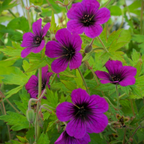 Geranium Sandrine - Storkenb 1L