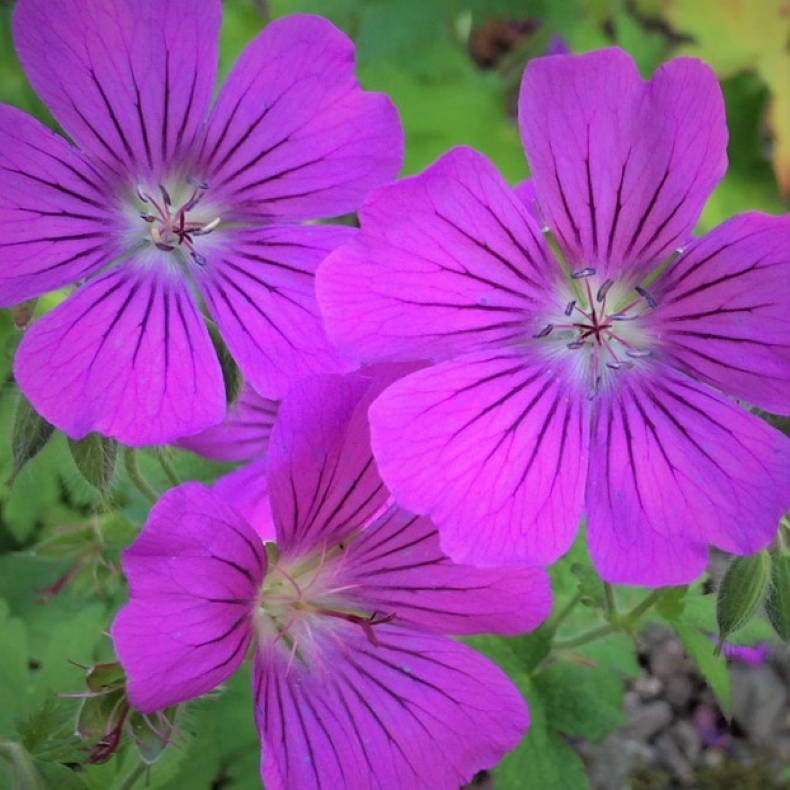 Geranium Sirak - Storkenb