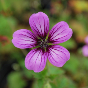 Geranium Sue Crug - Storkenb 1L
