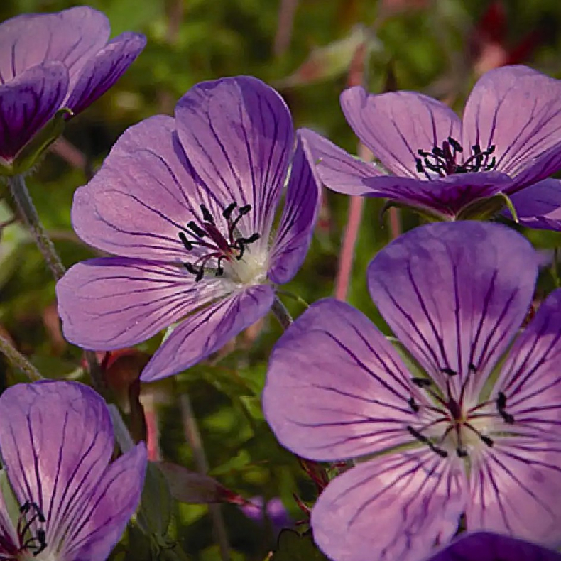 Geranium hybrida Sweet Heidy - Storkenb