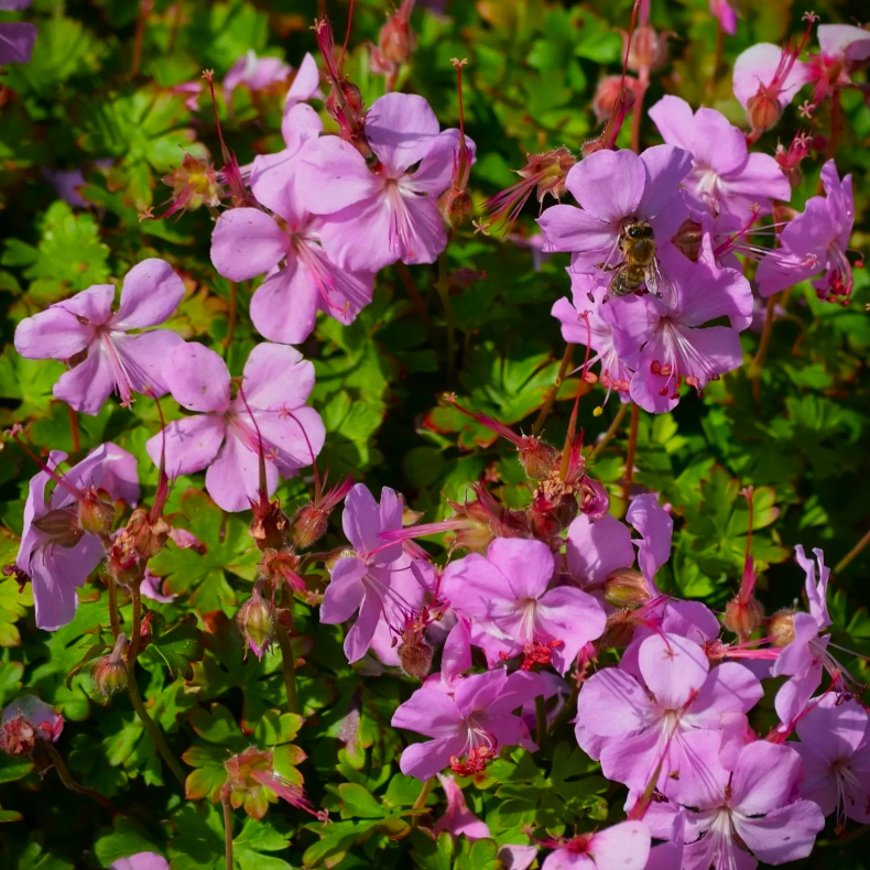 Geranium cantabrigiense Berggarten - Storken�b