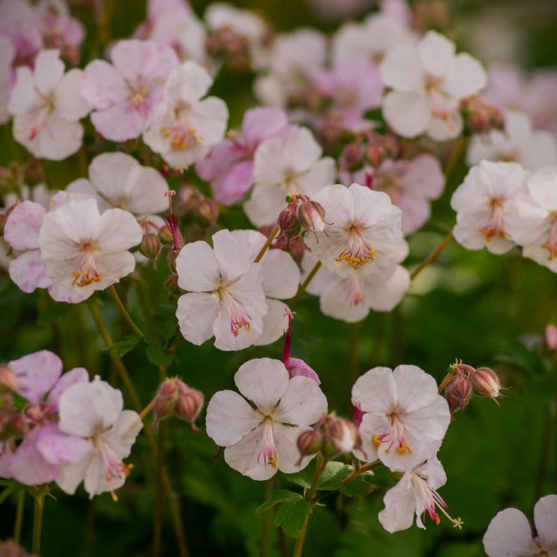 Geranium cantabrigiense Biokovo - T�ppestorken�b