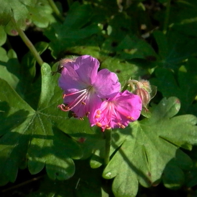 Geranium can. Cambridge - Storkenb
