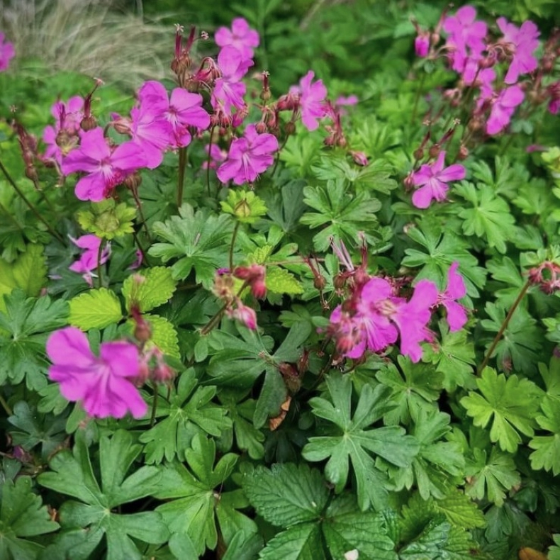 Geranium cantabrigiense Crystal Rose - T�ppestorken�b