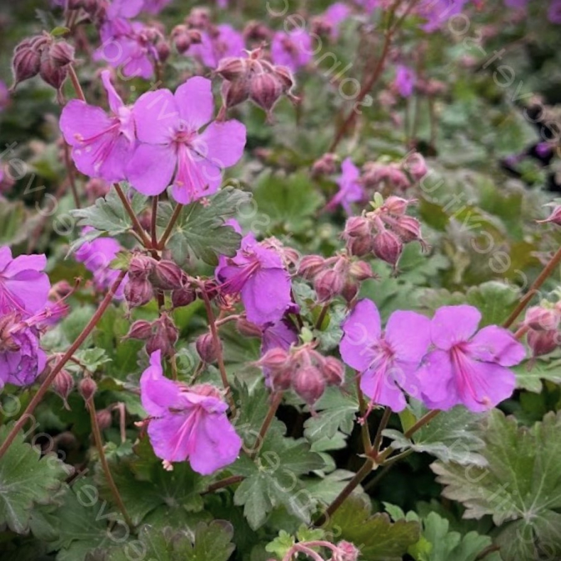 Geranium cantabrigiense Crystal Rose - Tppestorkenb