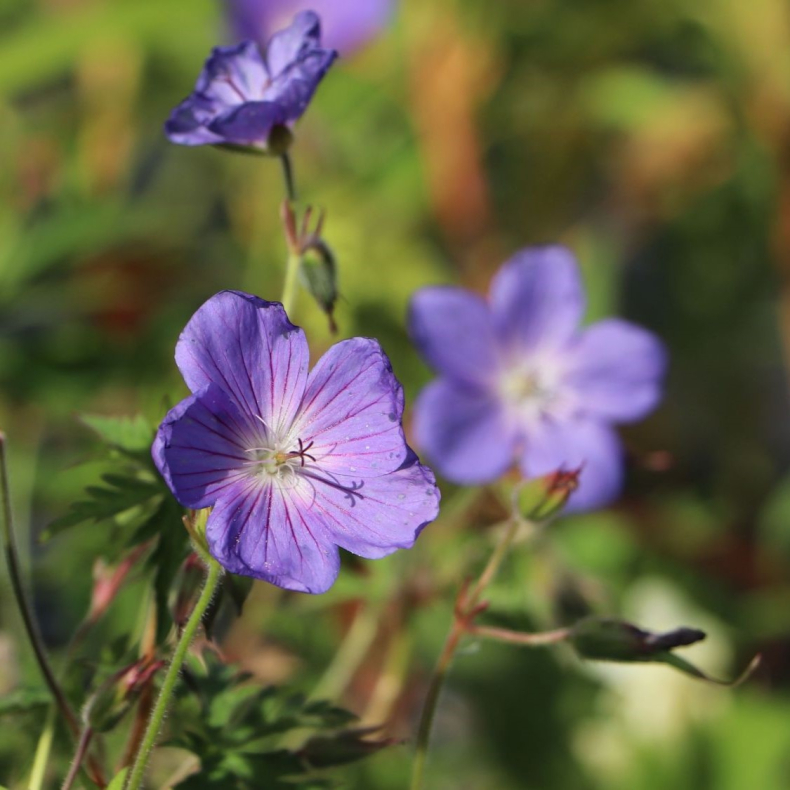 Geranium clarkei Kashmir Blue - Storken�b 1L