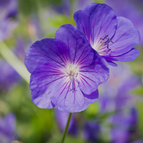 Geranium clarkei Kashmir Purple - Storken�b 1L