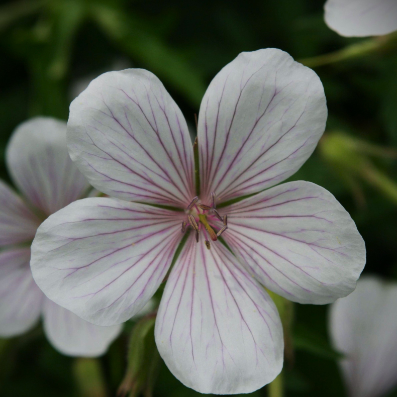 Geranium clarkei Kashmir White - Storken�b 1L
