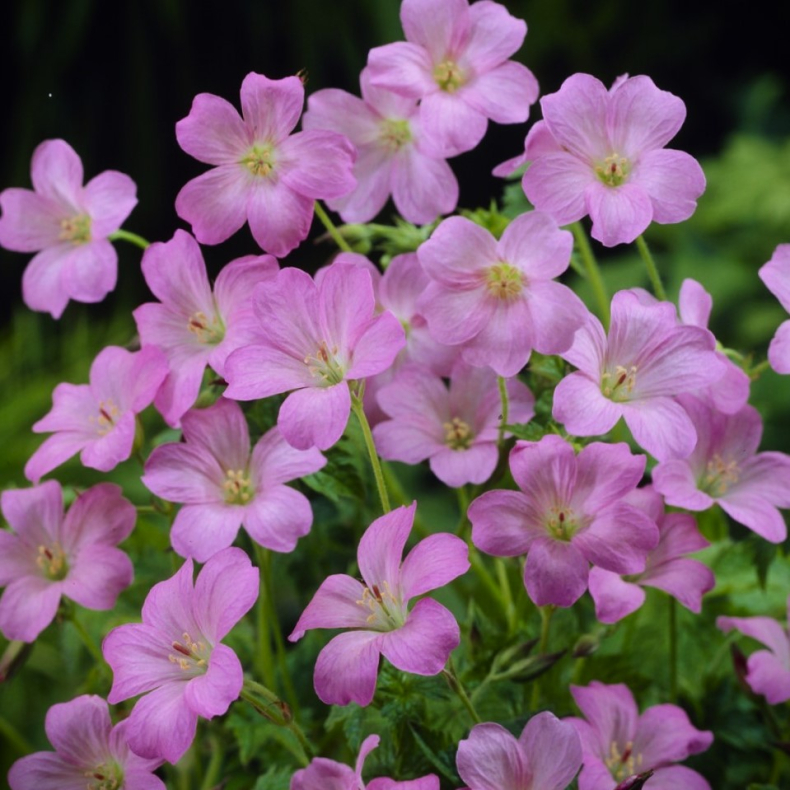 Geranium endressii Wargrave Pink - Storkenb