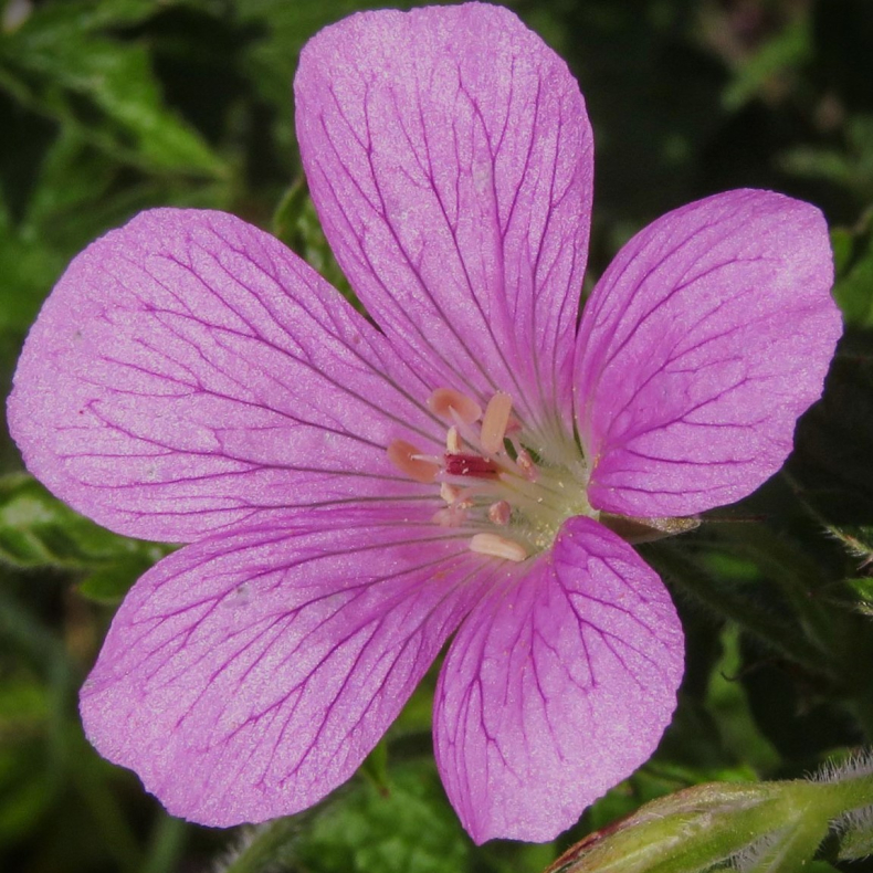Geranium endressii - Storken�b