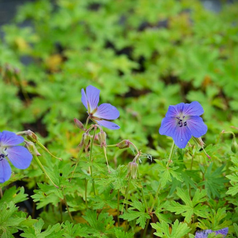 Geranium himalayense Alpinum - Storkenb