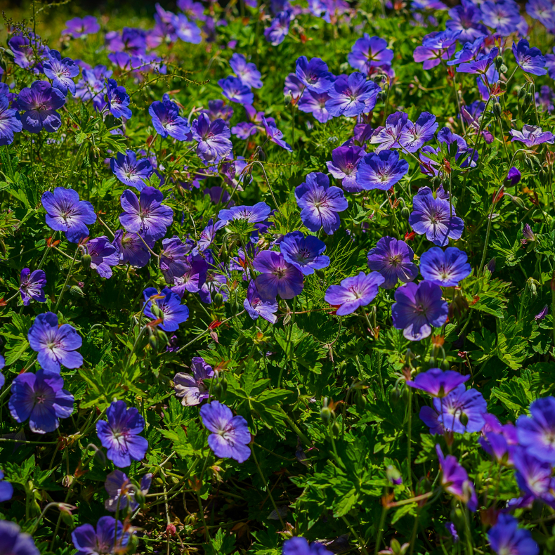 Geranium himalayense Baby Blue - Storkenb