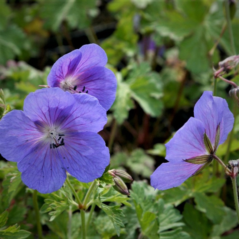 Geranium himalayense Irish Blue - Storkenb