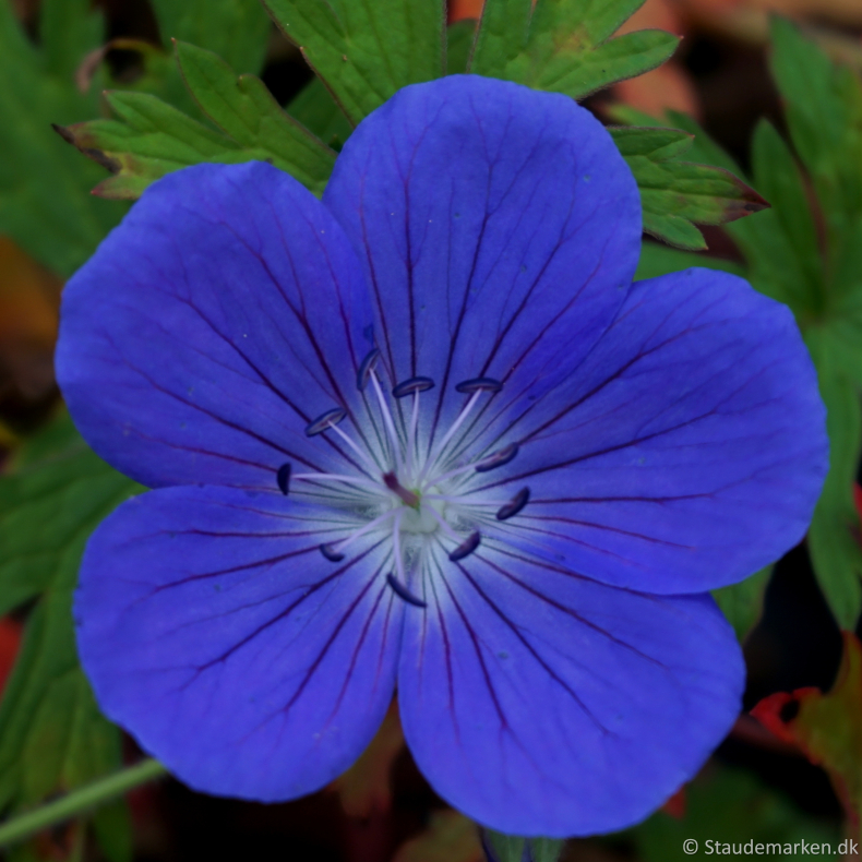 Violette og bl&aring; stauder