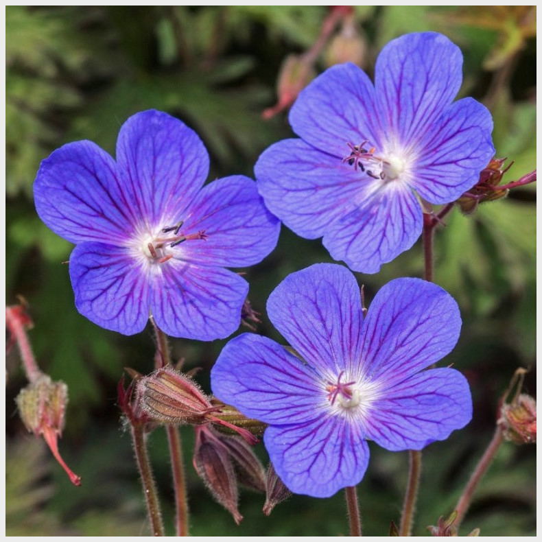 Geranium himalayense Kaya - Storkenb