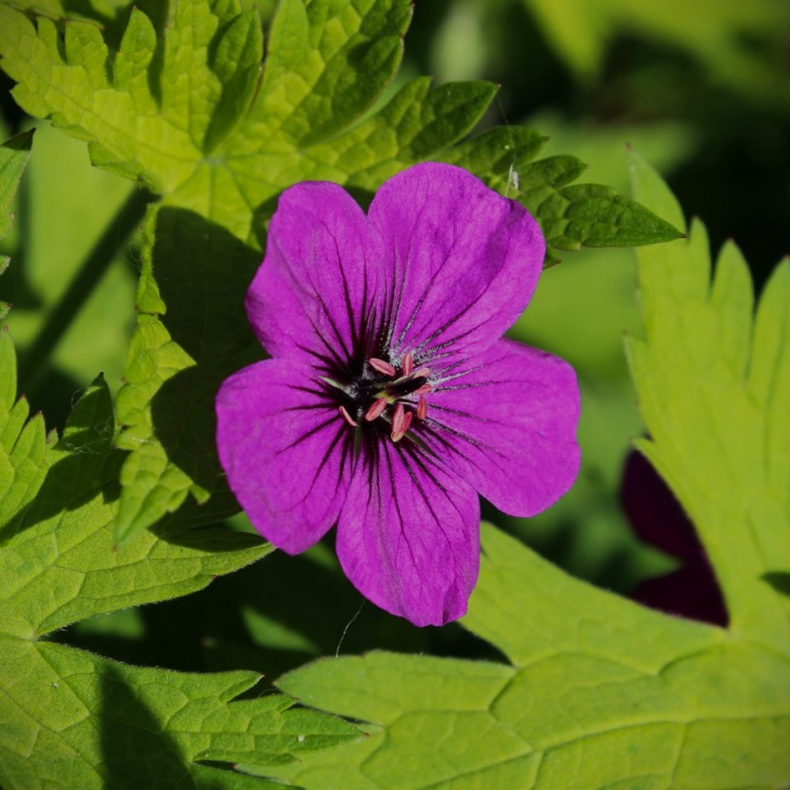 Geranium hybrida Ann Folkard - Storkenb