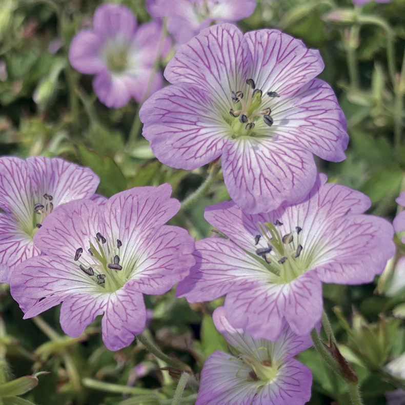 Geranium hybrida Confetti - Storkenb