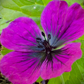 Geranium hybrida Dragon Heart - Storken�b 