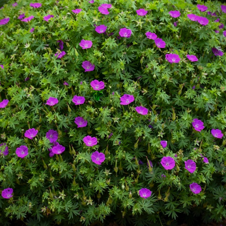 Geranium hybrida Frivolius Purple - Storken�b