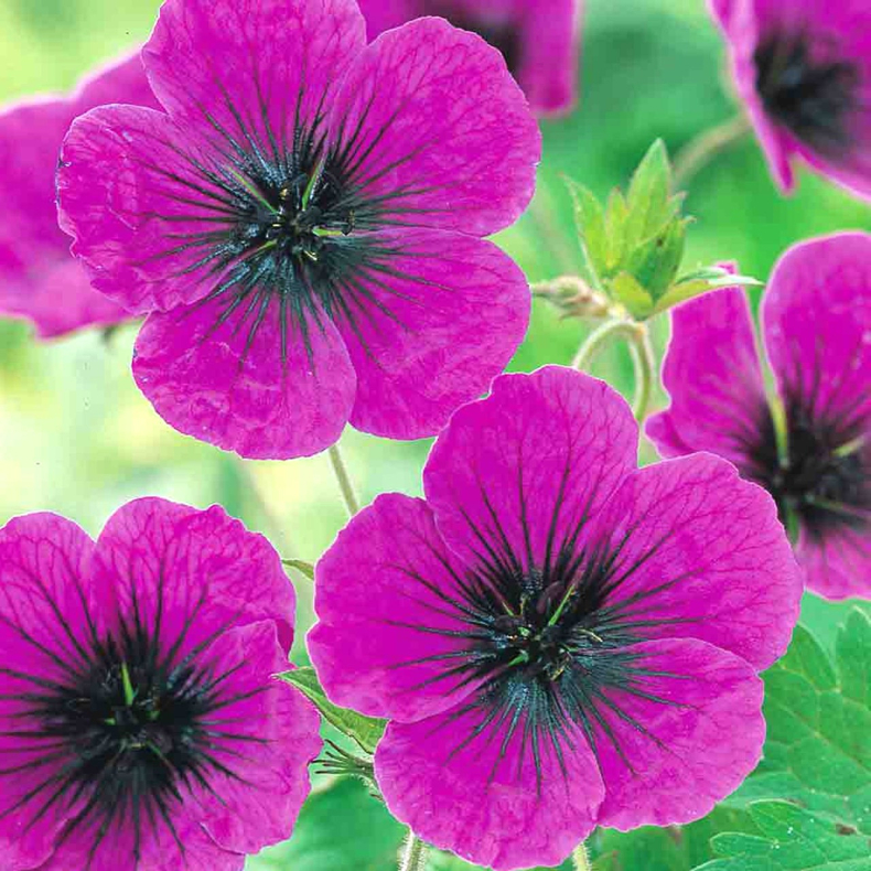 Geranium hybrida Guiseppii - Storkenb