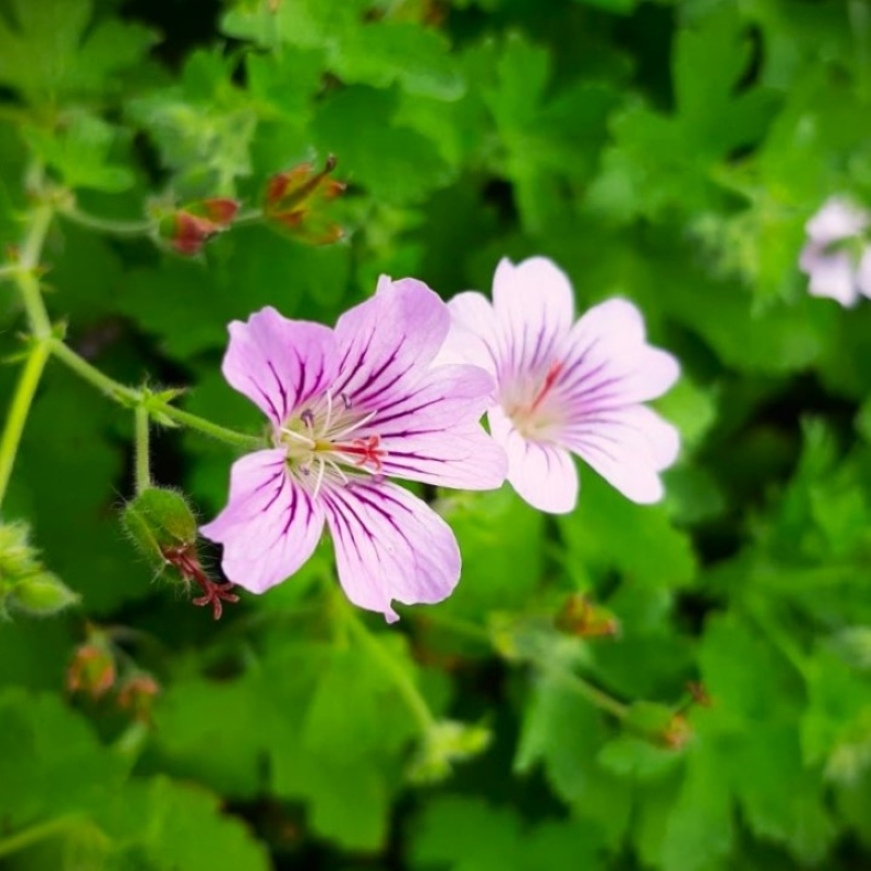 Geranium hybrida Karen Wouters - Storkenb 