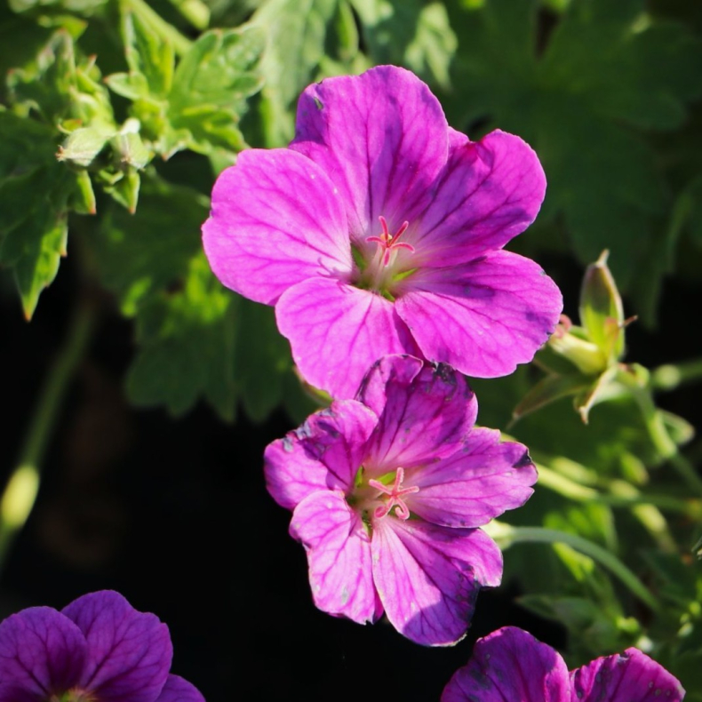Geranium rivers Russell Prichard - Storken�b