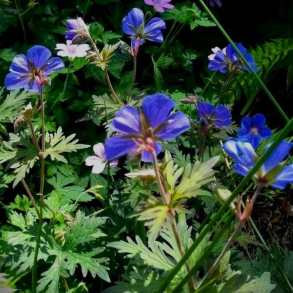 Geranium ibericum ssp. ibericum - Storkenb