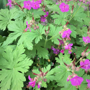 Geranium macrorrhizum Bevan's Variety - Storken�b