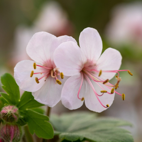 Geranium macrorrhizum Geranimo White - Storken�b 1L