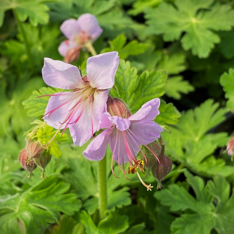 Geranium macr. Ingwersens Variety - Storken�b