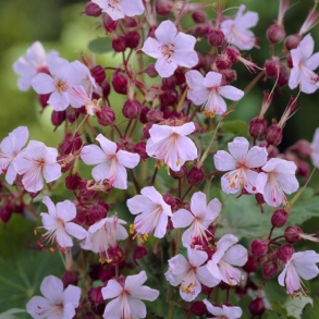 Geranium macrorrhizum Spessart - Storken�b 1L