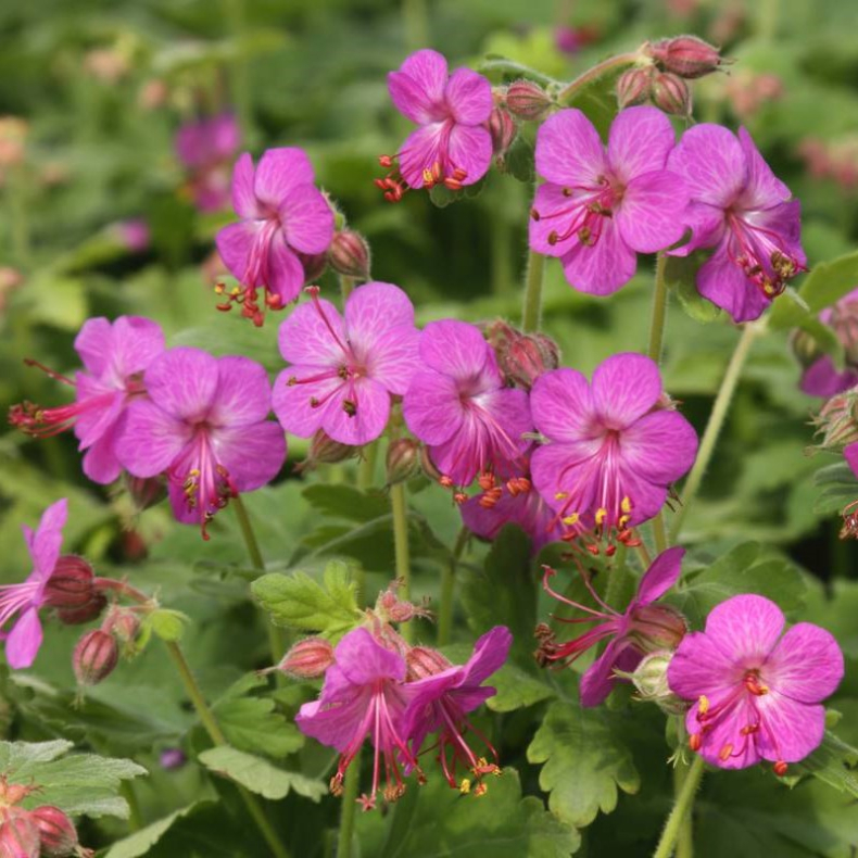 Geranium macrorrhizum Vitalis - Storkenb