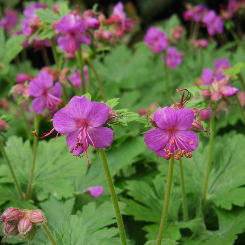 Geranium macrorrhizum - Storkenb
