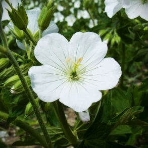 Geranium maculatum Album -  Plettet storkenb