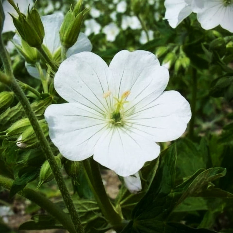 Geranium maculatum Album -  Plettet storkenb