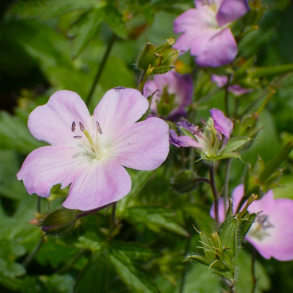 Geranium maculatum Chatto - Plettet Storkenb