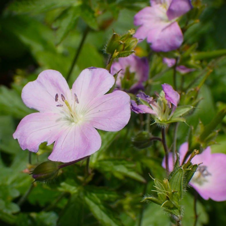 Geranium maculatum Chatto - Plettet Storkenb