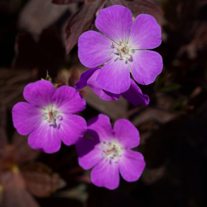 Geranium maculatum Stormy Night - Storkenb