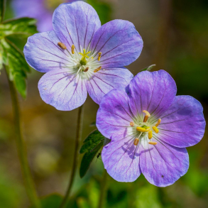 Geranium maculatum Vickie Lynn - Storkenb 